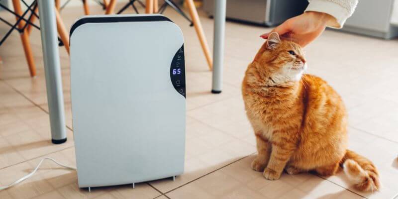Best Air Purifier for dust pets mold allergies